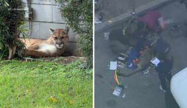 Rare mountain lion sighting in Pasadena neighborhood prompts shelter-in-place for some residents