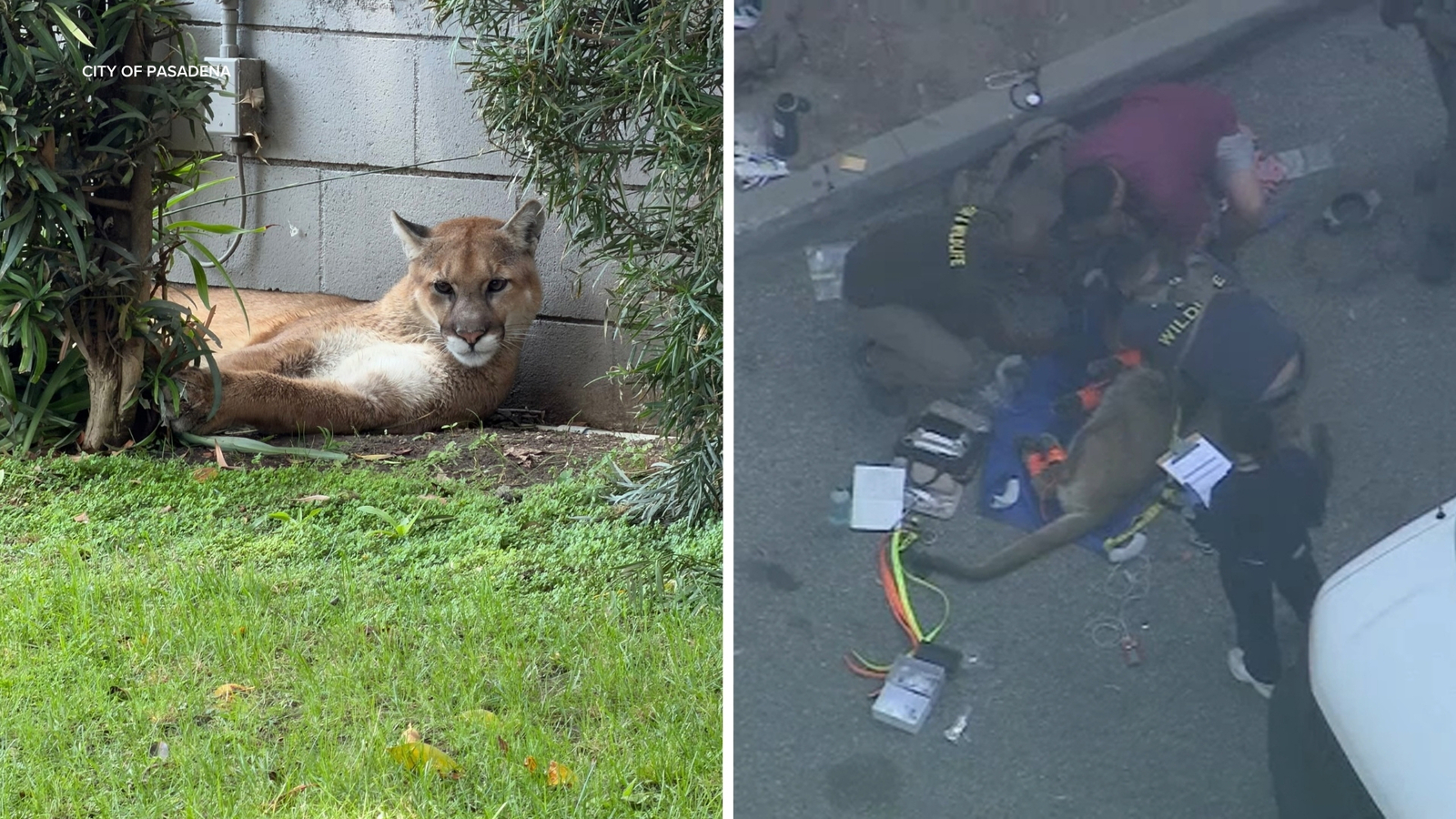Rare mountain lion sighting in Pasadena neighborhood prompts shelter-in-place for some residents