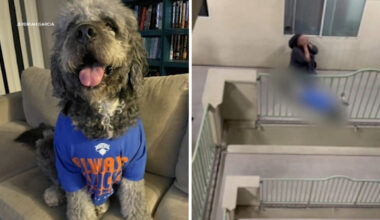 Family dog shot and killed by LAPD during Knicks celebration at condo in Canoga Park, police say