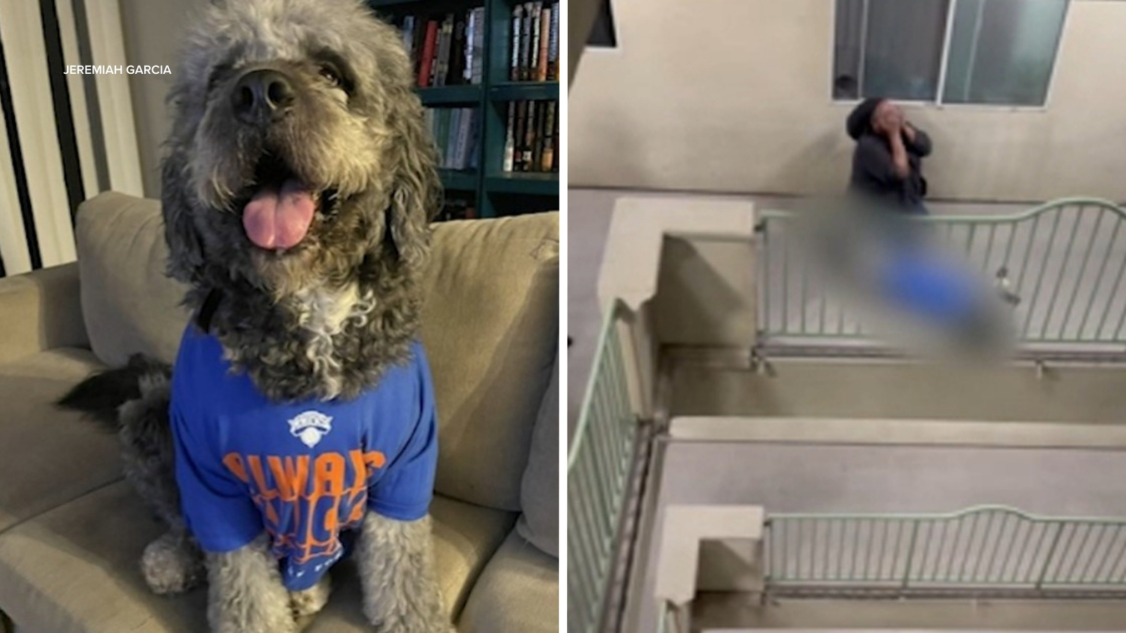 Family dog shot and killed by LAPD during Knicks celebration at condo in Canoga Park, police say