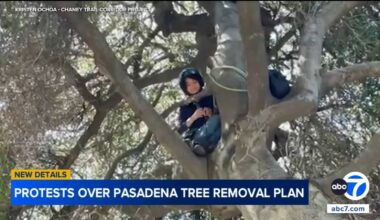 Pasadena teen sits in tree for 8 hours to protest planned removal of 200 trees