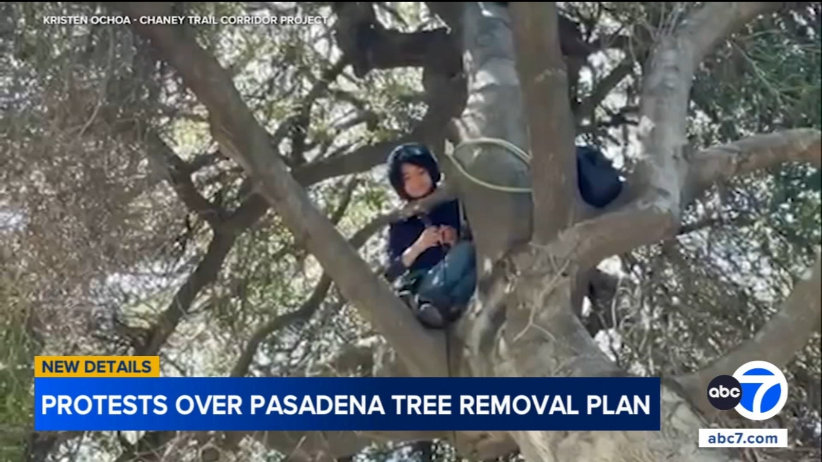 Pasadena teen sits in tree for 8 hours to protest planned removal of 200 trees