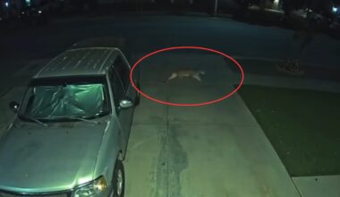 Mountain lion spotted roaming in Hanford neighborhood
