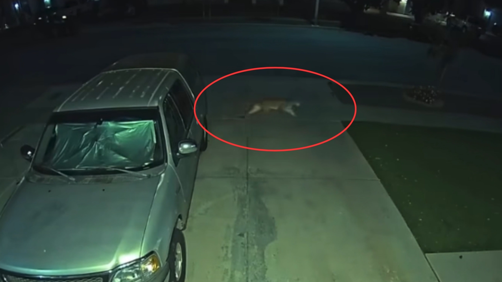Mountain lion spotted roaming in Hanford neighborhood