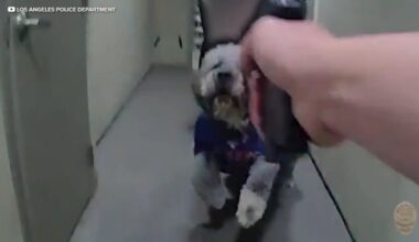 LAPD releases bodycam video showing moments before officer shoots and kills dog during Knicks celebration in Canoga Park