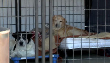 USDA updates border policy for pet owners traveling to Mexico with their dogs