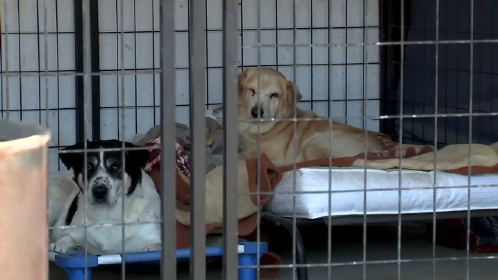 USDA updates border policy for pet owners traveling to Mexico with their dogs