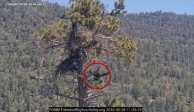 Jackie and Shadow's eaglet Sandy falls out of nest in accidental fledge in Big Bear
