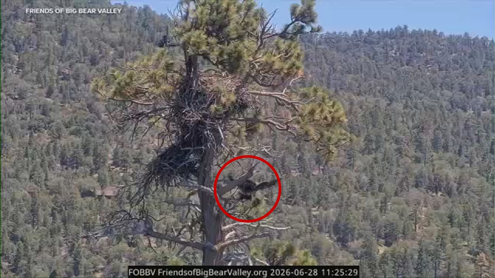 Jackie and Shadow's eaglet Sandy falls out of nest in accidental fledge in Big Bear