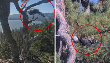 Jackie and Shadow's eaglet Luna takes his 1st flight; sister Sandy spotted 1 day after fall from Big Bear nest