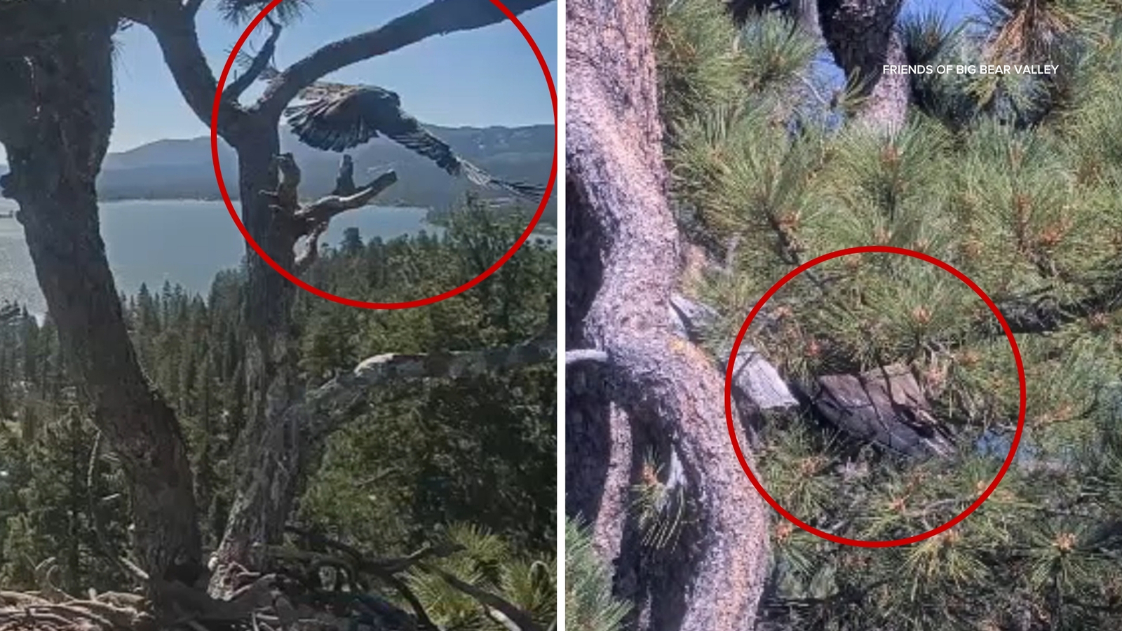 Jackie and Shadow's eaglet Luna takes his 1st flight; sister Sandy spotted 1 day after fall from Big Bear nest