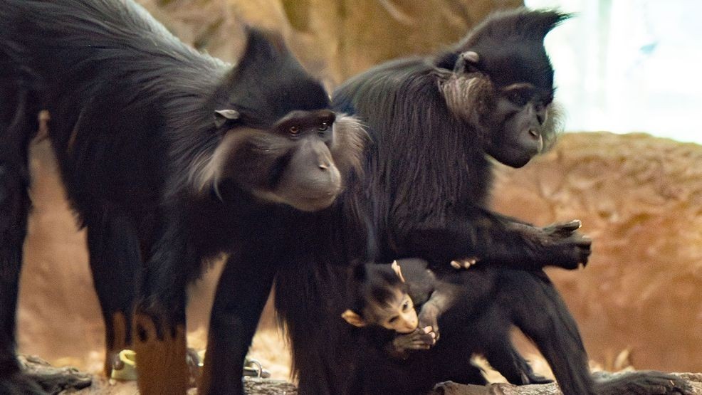 Sam, left, and Suzy, right, holding her baby. Photo via the Chattanooga Zoo.