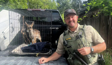 Bay Area resident admits to capturing wild animal, keeping it at home for weeks