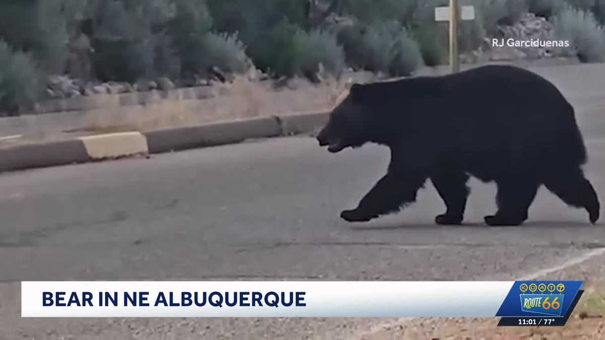 VIDEO: Bear roams the streets and climbs walls in northeast Albuquerque
