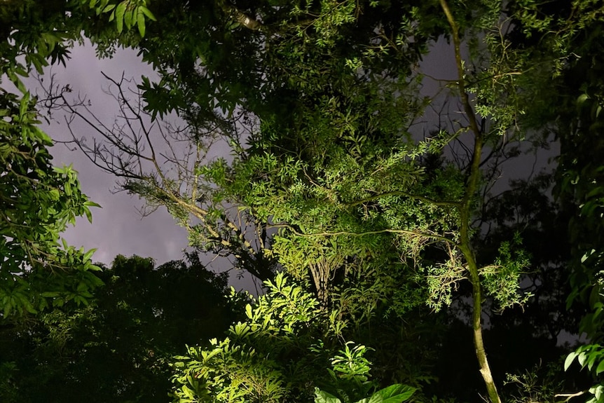 A rainforest canopy at night.