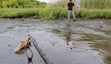 Long Island rescuers wade into 4-foot-deep mud to save coyote with only its nose above the surface