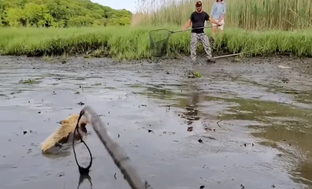 Long Island rescuers wade into 4-foot-deep mud to save coyote with only its nose above the surface