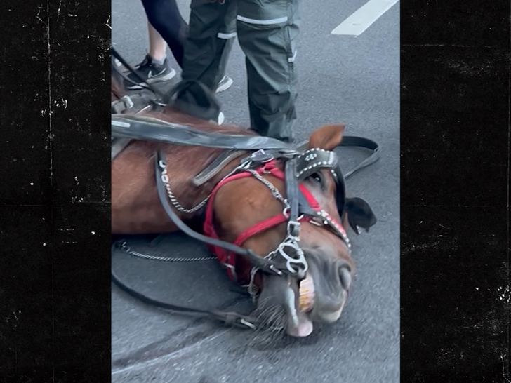 061726 nyc horse primary 3