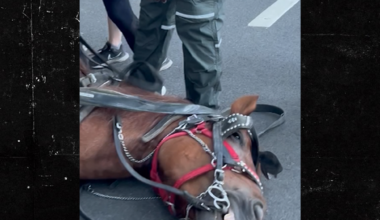 Central Park Carriage Horse's Cause Of Death Revealed