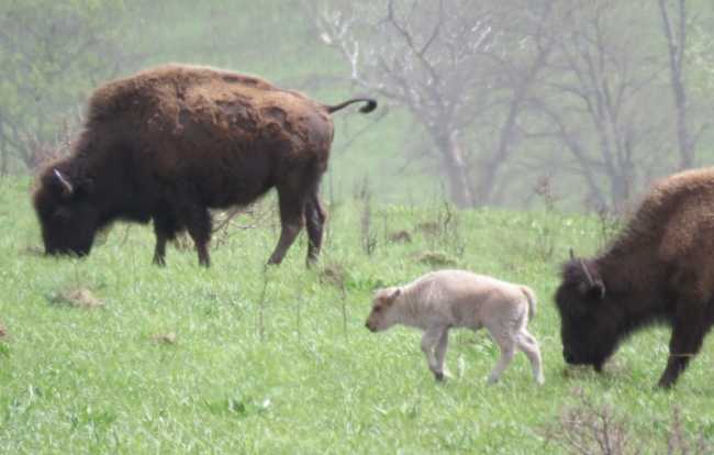 A rare white bison calf, shown at just a few days old, grazes at the Neal Smith National Wildlife Refuge on May 3, 2026. A rare white bison calf, shown at just a few days old, grazes at the Neal Smith National Wildlife Refuge on May 3, 2026.