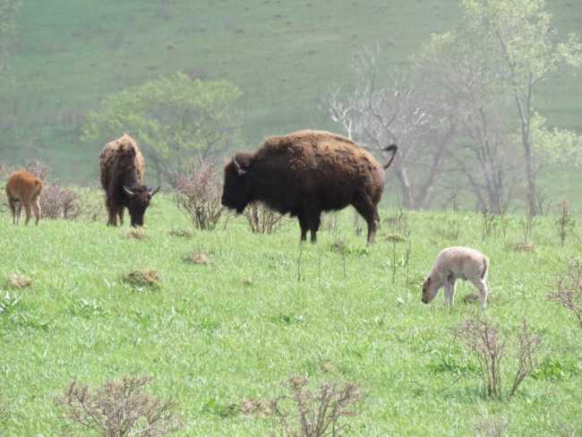A rare white bison calf, shown at just a few days old, grazes at the Neal Smith National Wildlife Refuge on May 3, 2026. A rare white bison calf, shown at just a few days old, grazes at the Neal Smith National Wildlife Refuge on May 3, 2026.