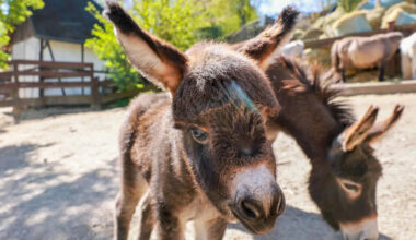 Baby Donkey Discovers His New Favorite Thing and Immediately Lights Up