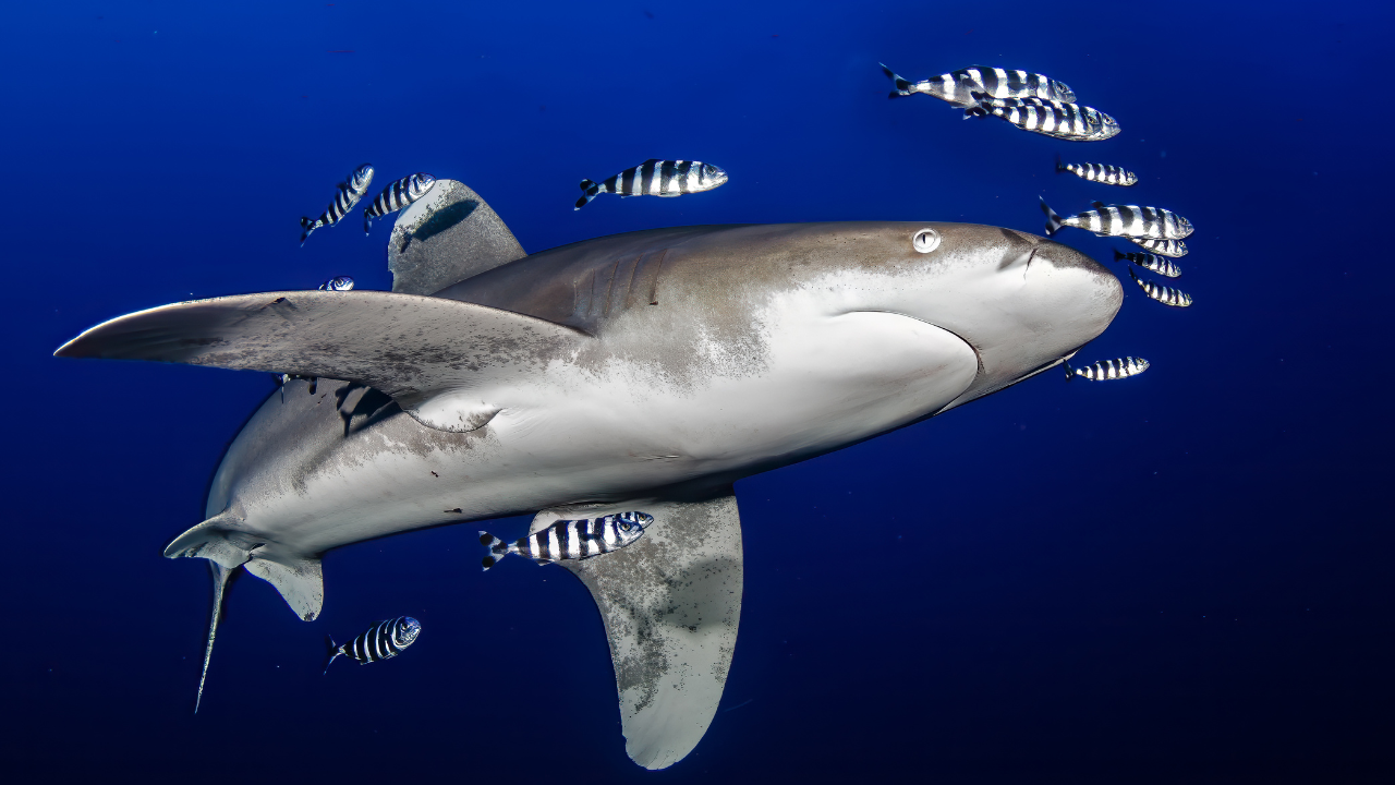 Image: Canva 2. New Smyrna Beach, Florida: The world's most famous shark hotspot