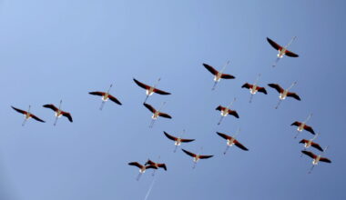 A flock of flamingos fly over mediterranean sea near San Teodoro