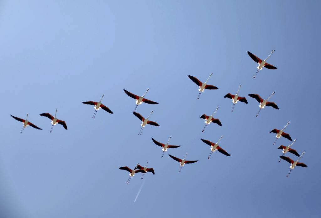 A flock of flamingos fly over mediterranean sea near San Teodoro