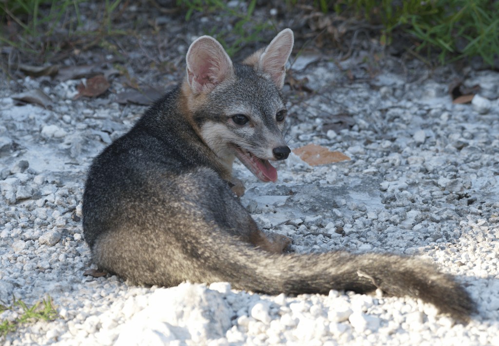 The fox.