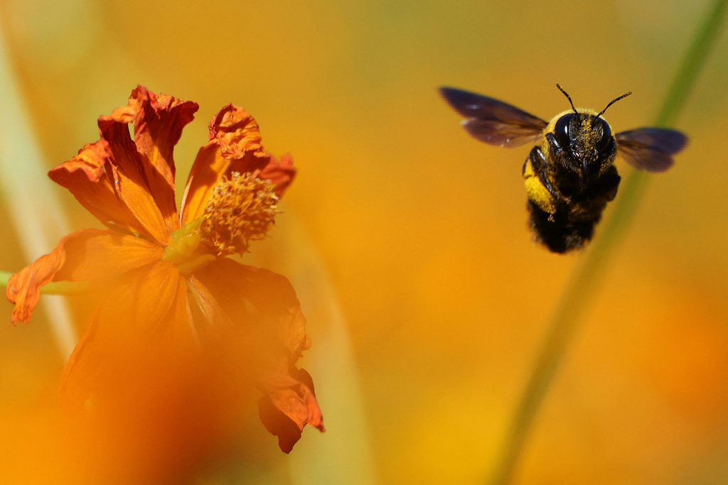 A bee flies next to a cosmos flower at a park in Seoul