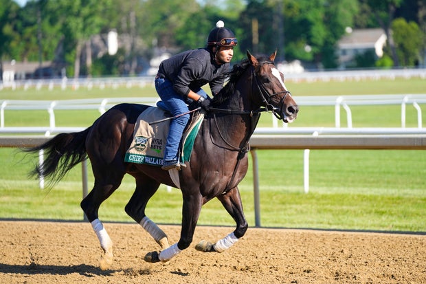 Chief Wallabee trains during morning workouts at Saratoga Race Course in Saratoga Springs, New York, June 3, 2026.