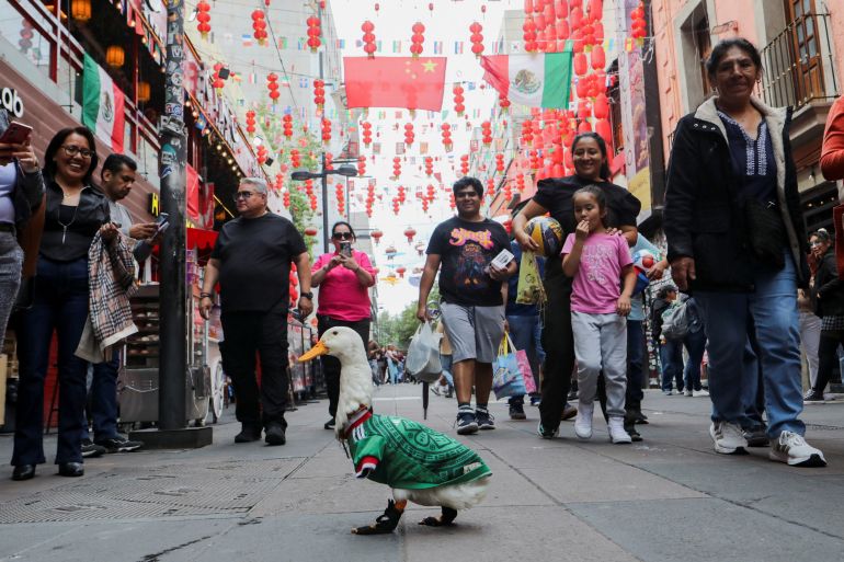 Merlin, a duck wearing a Mexico national football team ('El Tri') jersey, that shot to fame after a chance encounter on Reforma Avenue went viral following the FIFA 2026 match between Mexico and South Africa, walks in Chinatown in Mexico City, Mexico, June 16, 2026. REUTERS/Paola Garcia REFILE - QUALITY REPEAT TPX IMAGES OF THE DAY