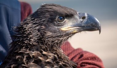 Missing eaglet on DNR camera discovered safe and uninjured