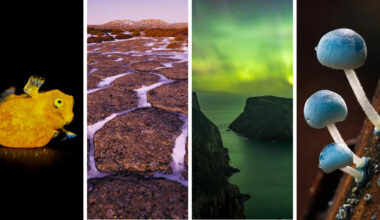 16 Finalists in Beaker Street Science Photography Prize 2026