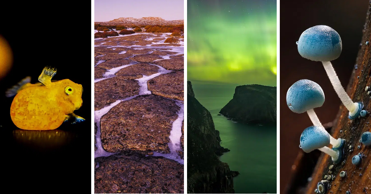 16 Finalists in Beaker Street Science Photography Prize 2026