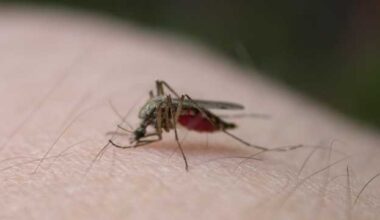 Jamestown Canyon virus detected in Exeter