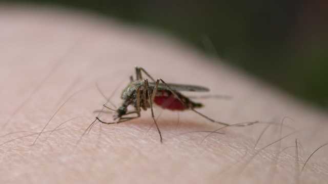 Jamestown Canyon virus detected in Exeter