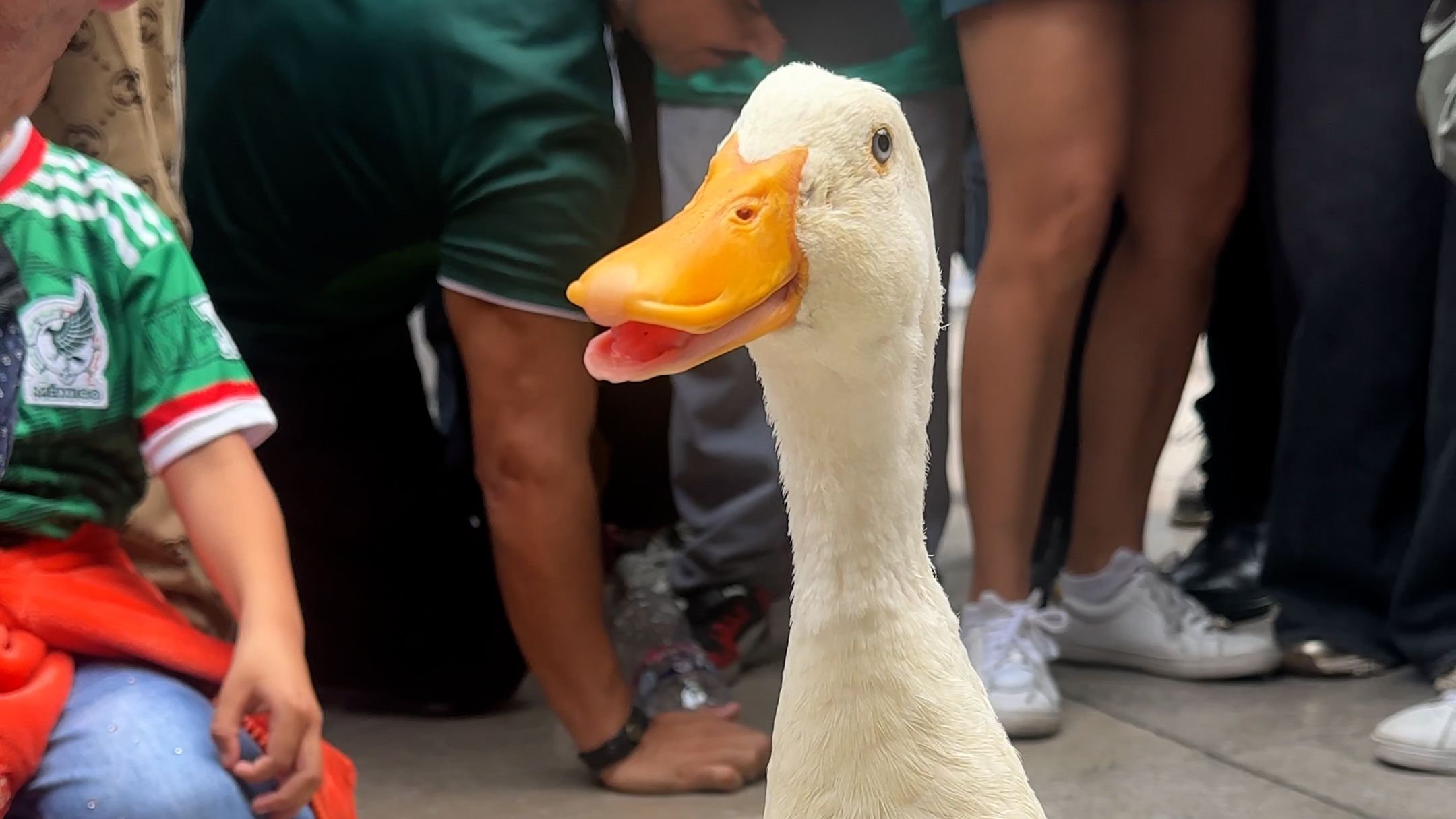 22729065 - MerlinTheDuck-thumb.jpg