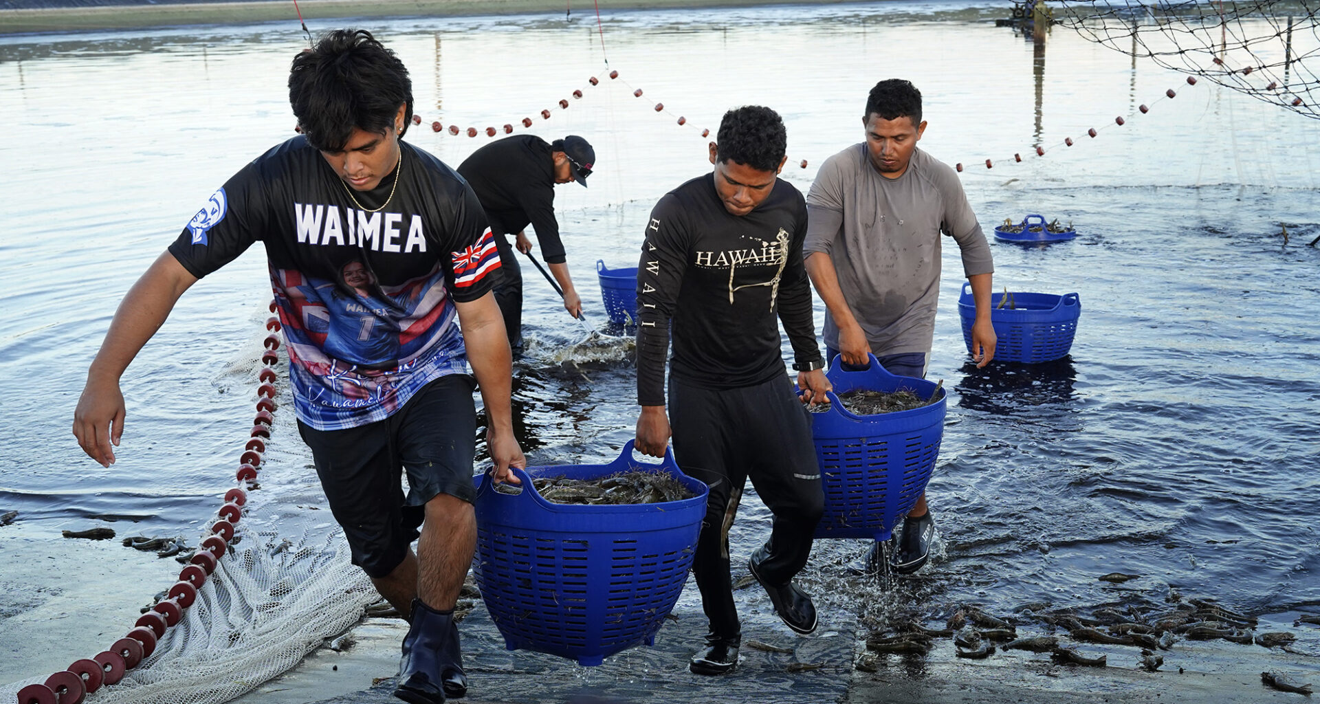Kauaʻi Shrimp workers carry buckets of shrimp Friday, June 5, 2026, in Kekaha. (Kevin Fujii/Civil Beat/2026)