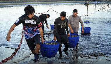 Kauaʻi Shrimp workers carry buckets of shrimp Friday, June 5, 2026, in Kekaha. (Kevin Fujii/Civil Beat/2026)