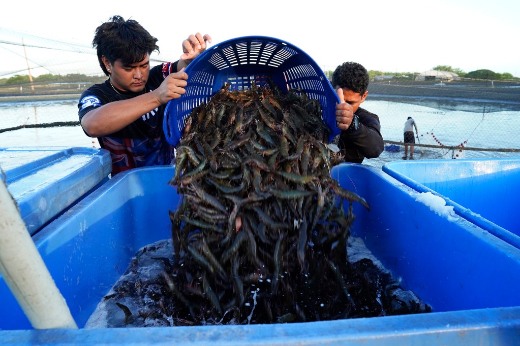 Kauaʻi Shrimp workers dump live shrimp into ice-filled saltwater Friday, June 5, 2026, in Kekaha. The below-freezing temperature instantly incapacitates and euthanizes the harvest. (Kevin Fujii/Civil Beat/2026)