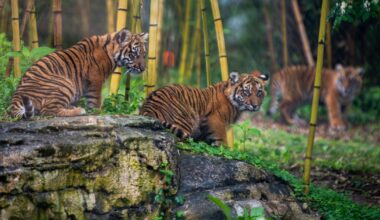 Nashville Zoo tries to halt proposed AI data center
