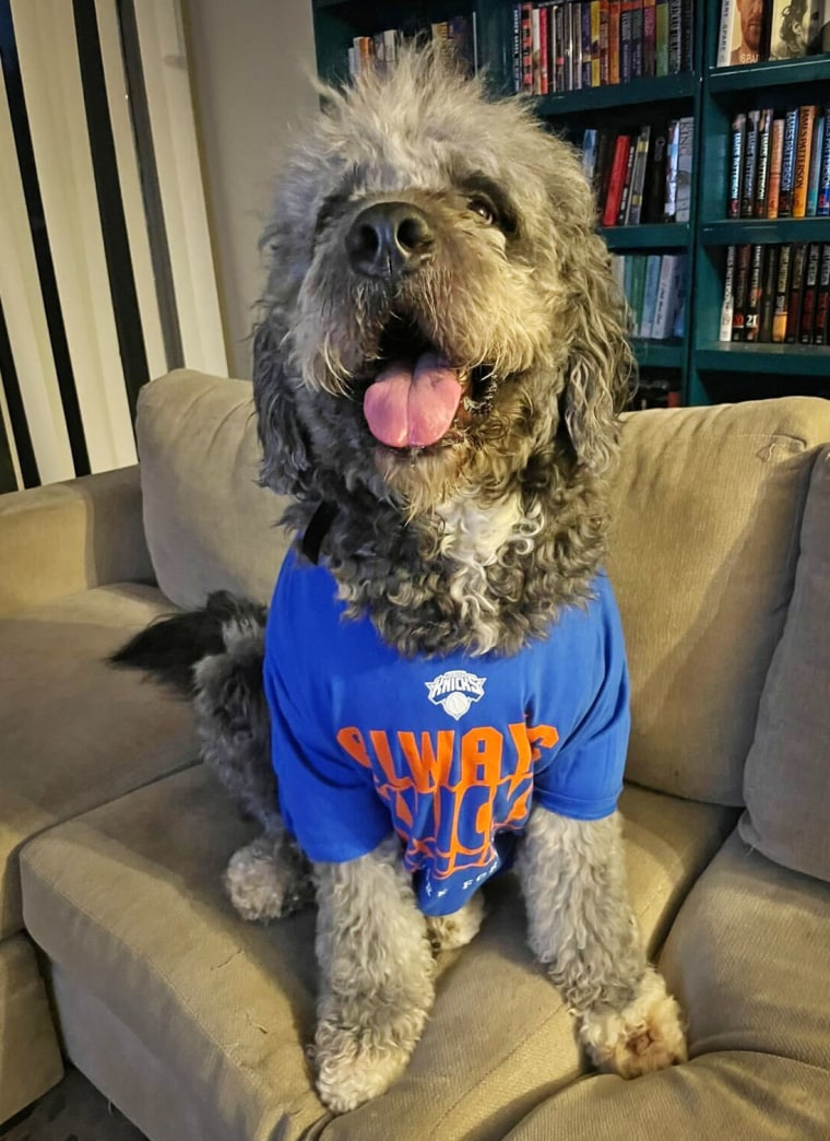 Jameson, a dog, wearing a New York Knicks shirt.