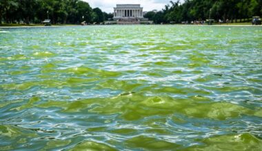 Algae is turning the Reflecting Pool green. Trump wants it ‘American Flag Blue.’