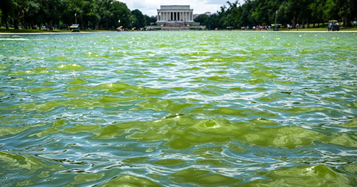 Algae is turning the Reflecting Pool green. Trump wants it ‘American Flag Blue.’