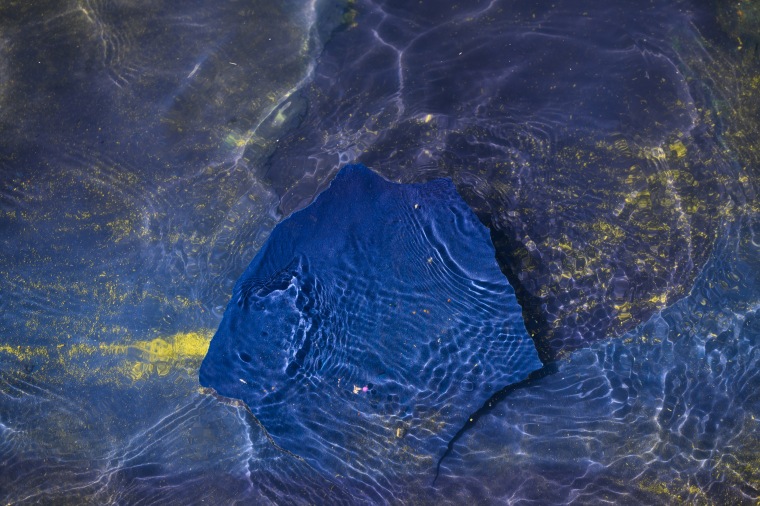 A piece of blue coating, still attached to the bottom, bobs in the water at the Reflecting Pool on June 21, 2026.