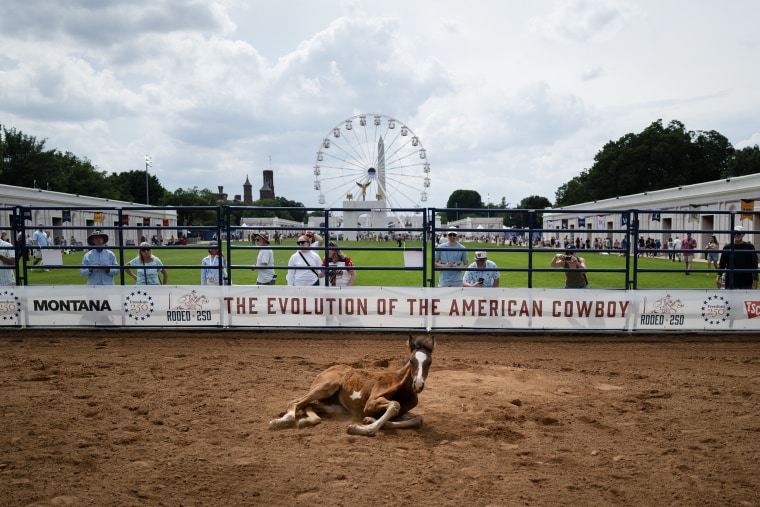 A foal lying in a dirt paddock in front of a Ferris Wheel.