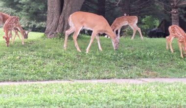 State denies professional sharpshooting request to manage Iowa City deer population