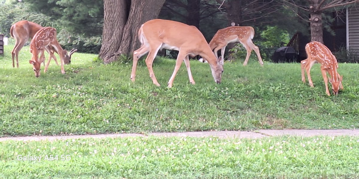 State denies professional sharpshooting request to manage Iowa City deer population